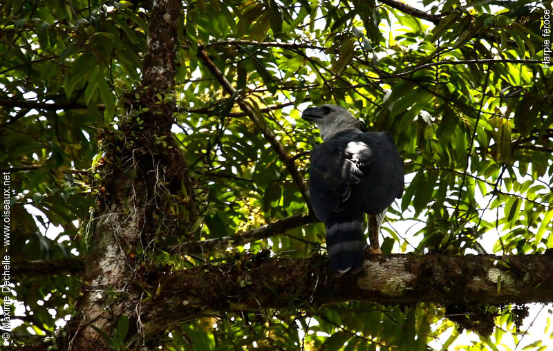 Harpie féroce, identification