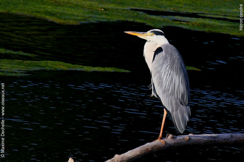 Grey Heronadult