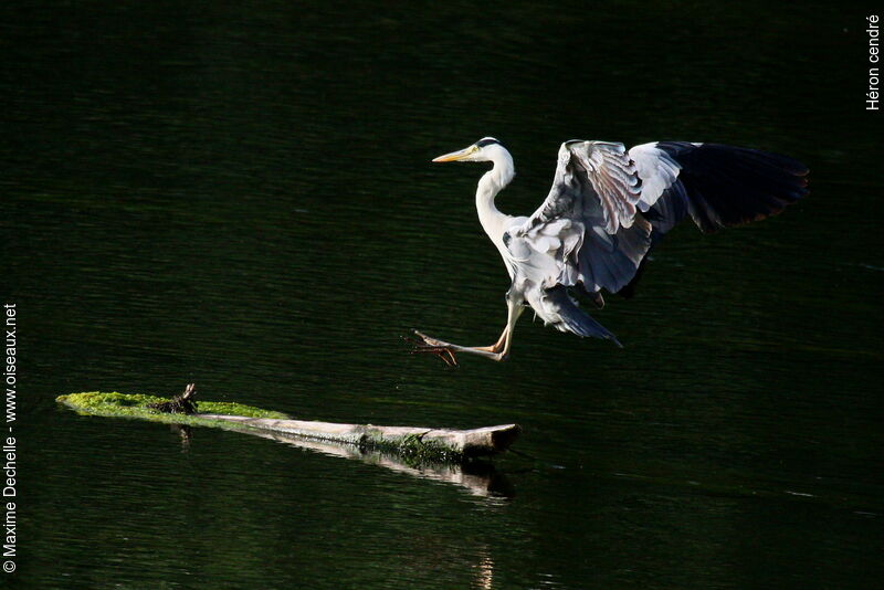 Grey Heron, Flight