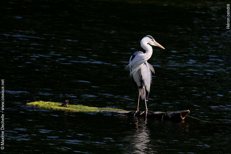 Grey Heron