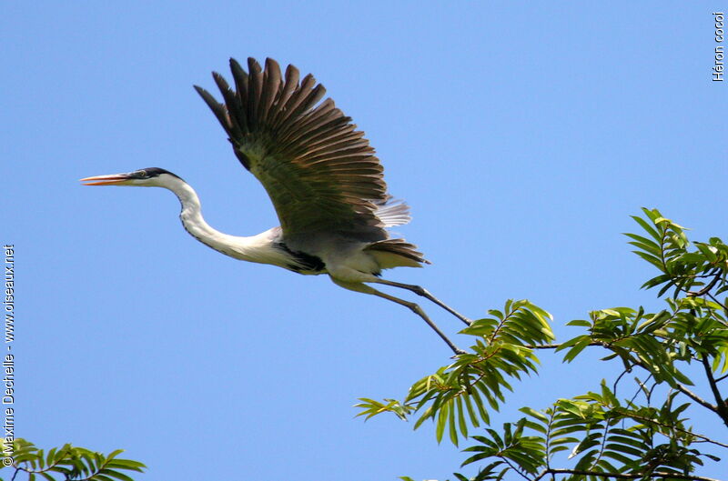 Cocoi Heronadult, Flight