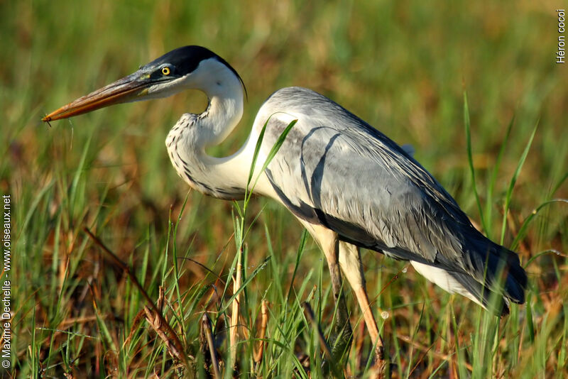 Cocoi Heronadult, identification, feeding habits