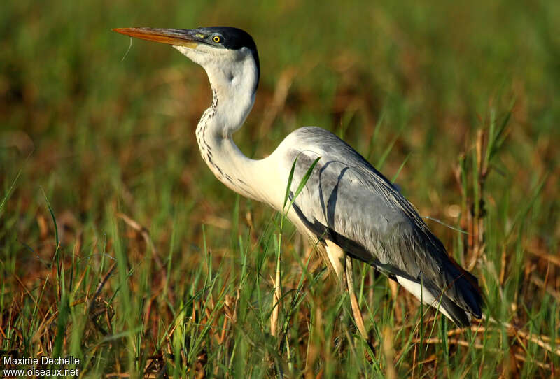 Cocoi Heronadult, feeding habits