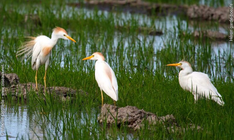 Western Cattle Egretadult breeding