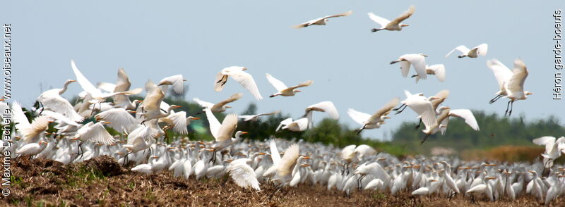 Western Cattle Egret, identification, Flight, Behaviour