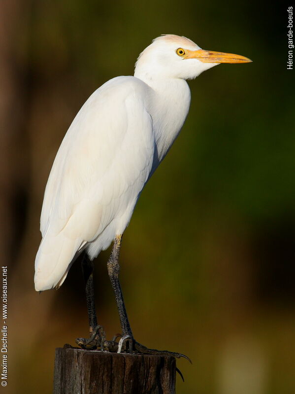 Western Cattle Egret