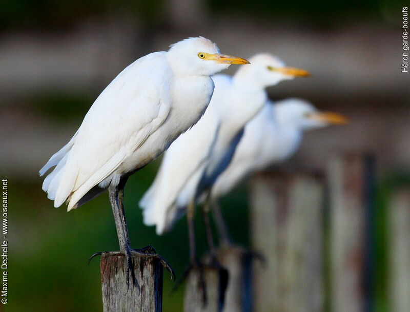 Western Cattle Egret