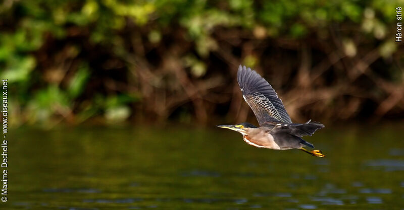 Striated Heronadult, Flight