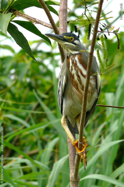 Striated Heronadult, identification