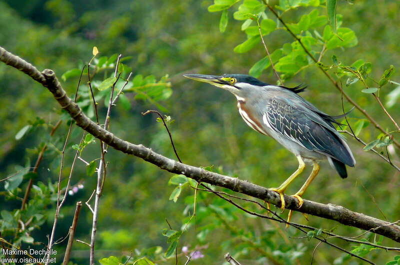 Héron striéadulte nuptial, identification