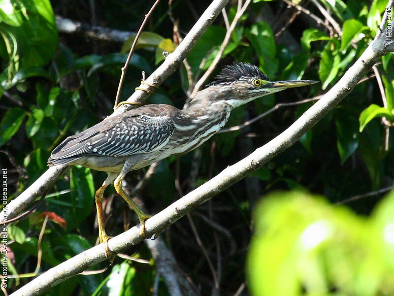 Striated Heronimmature