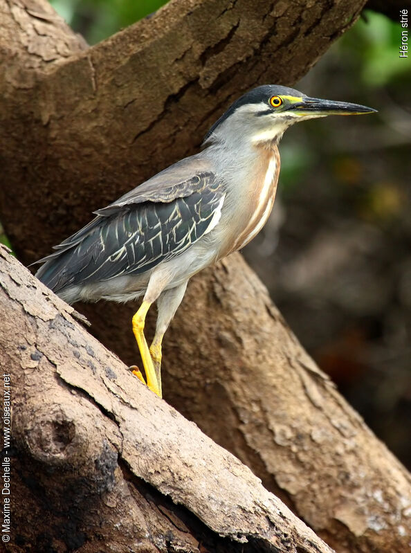 Striated Heronadult, identification