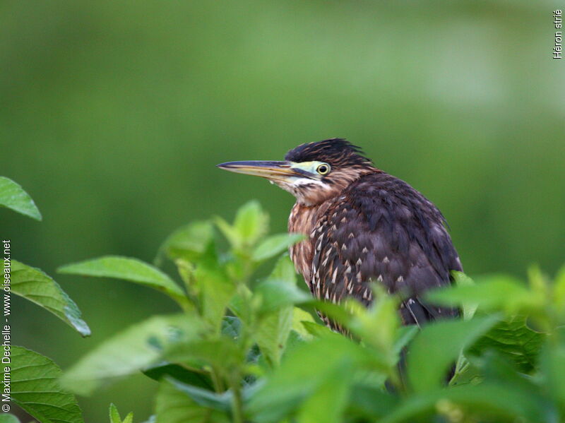 Héron striéimmature