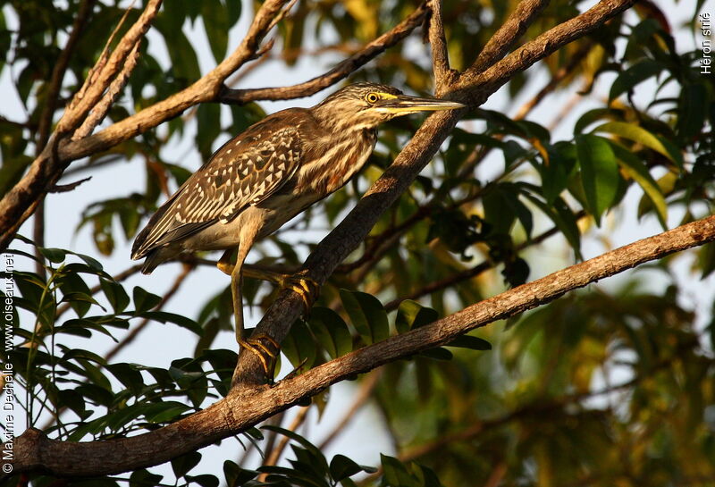 Héron striéimmature