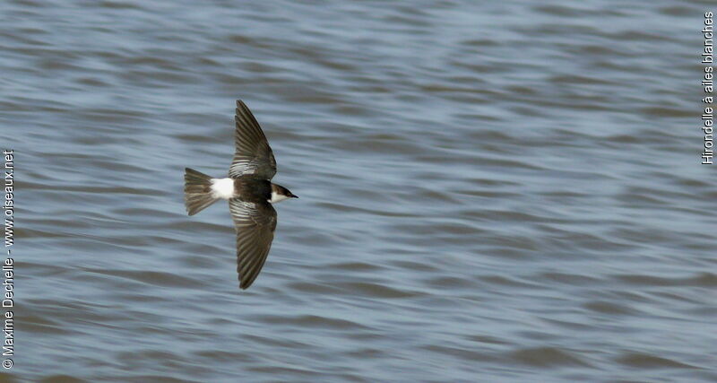 Hirondelle à ailes blanchesimmature, Vol