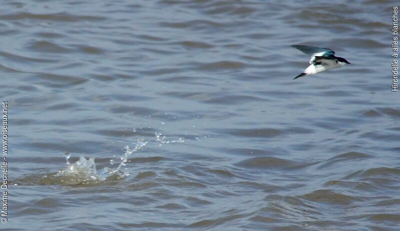 White-winged Swallowadult, Flight, Behaviour