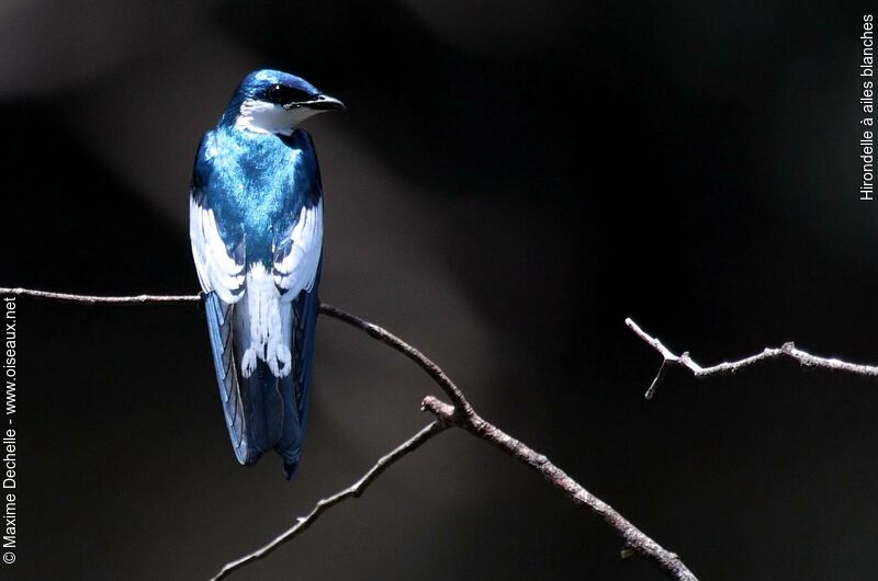 Hirondelle à ailes blanchesadulte