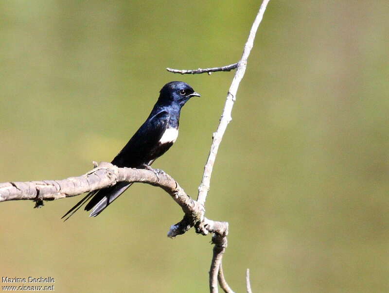 White-banded Swallowadult