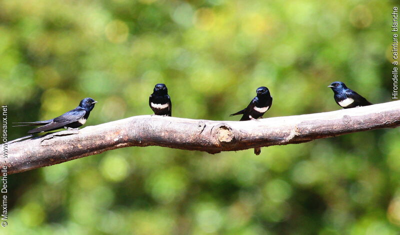 White-banded Swallow