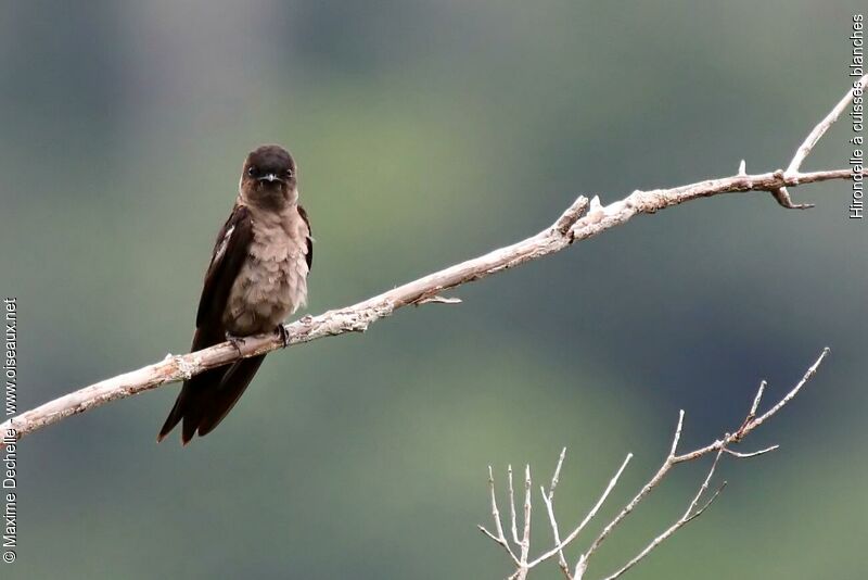 White-thighed Swallowadult, close-up portrait