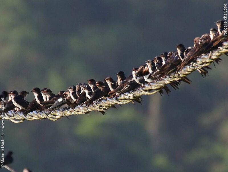 Hirondelle chalybée, Comportement