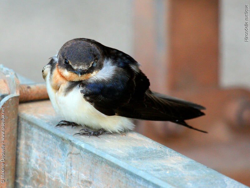 Barn Swallow