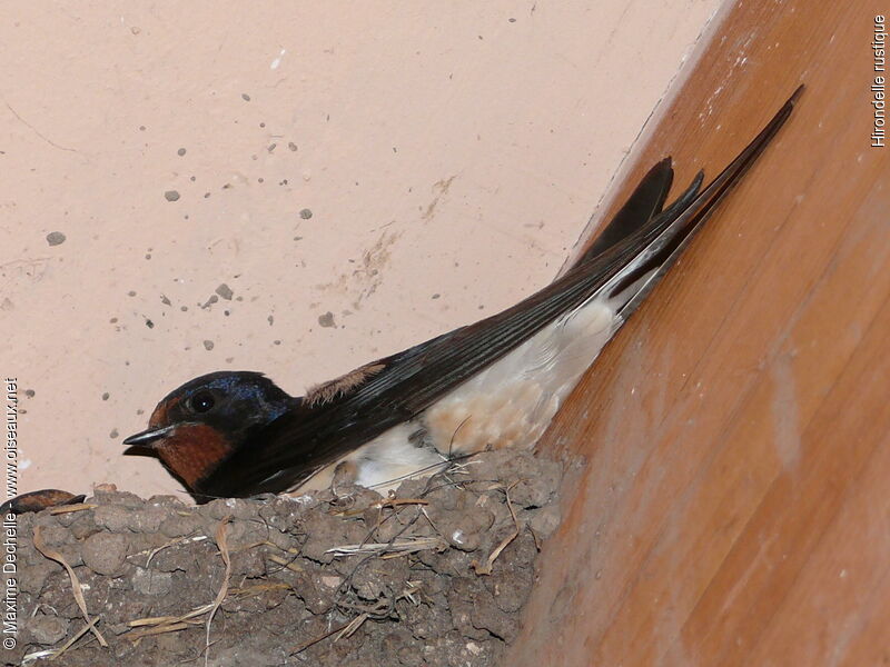 Barn Swallow