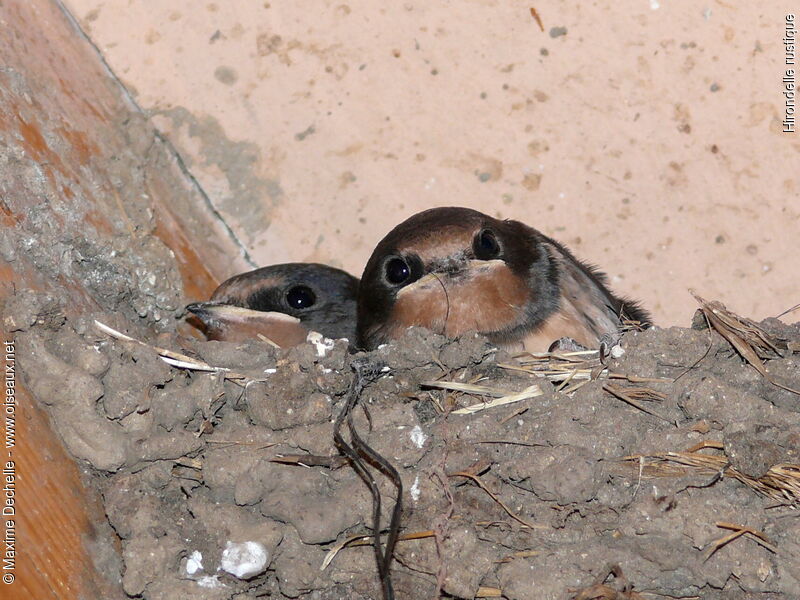 Hirondelle rustiqueimmature