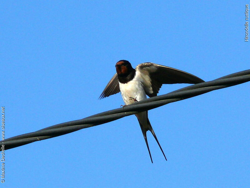 Barn Swallow