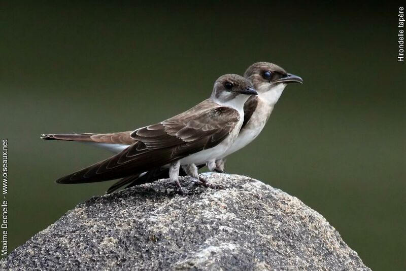 Hirondelle tapère