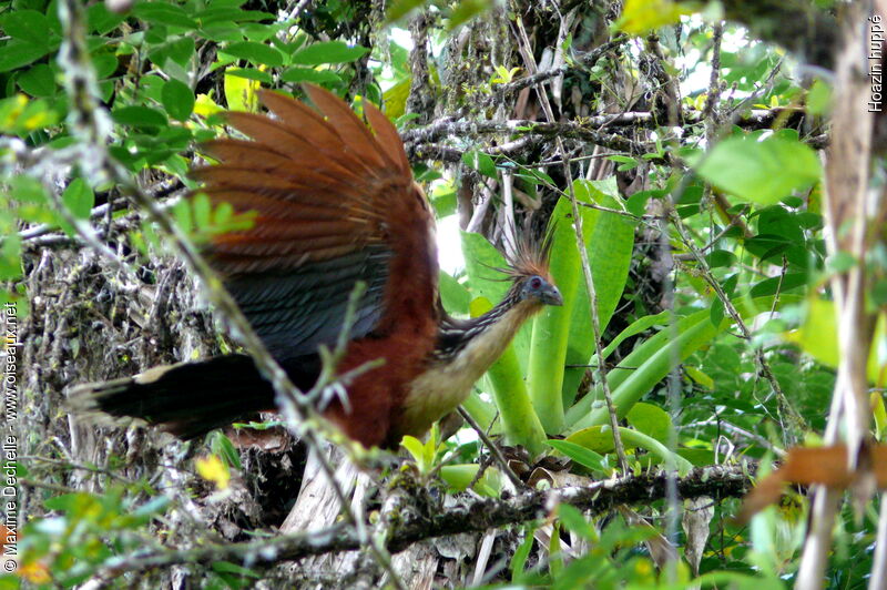 Hoatzin