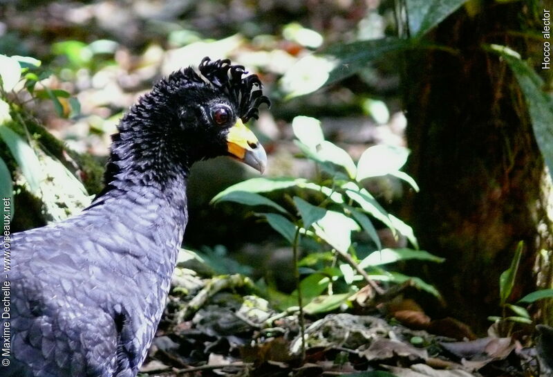 Black Curassow