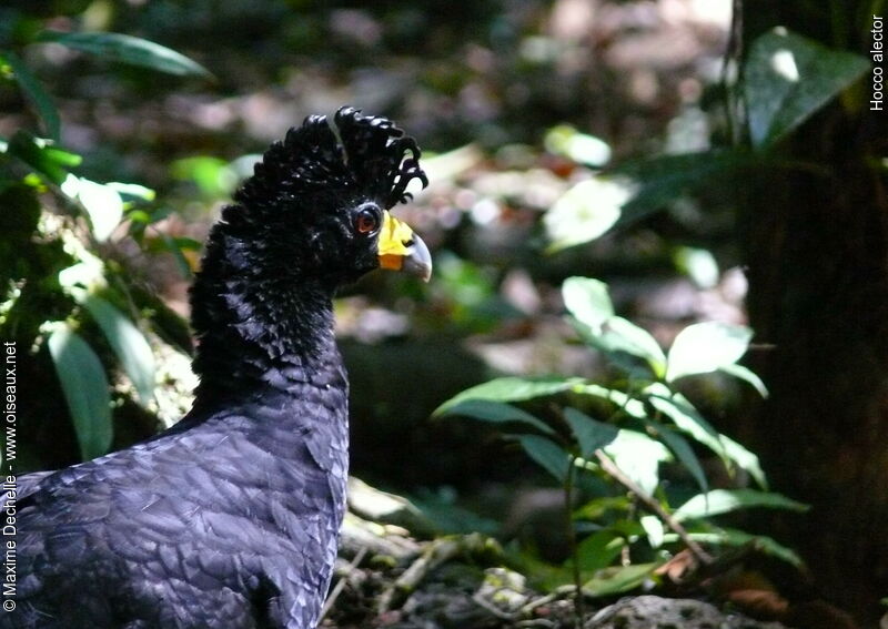 Black Curassow