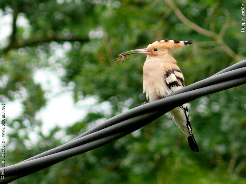 Eurasian Hoopoe