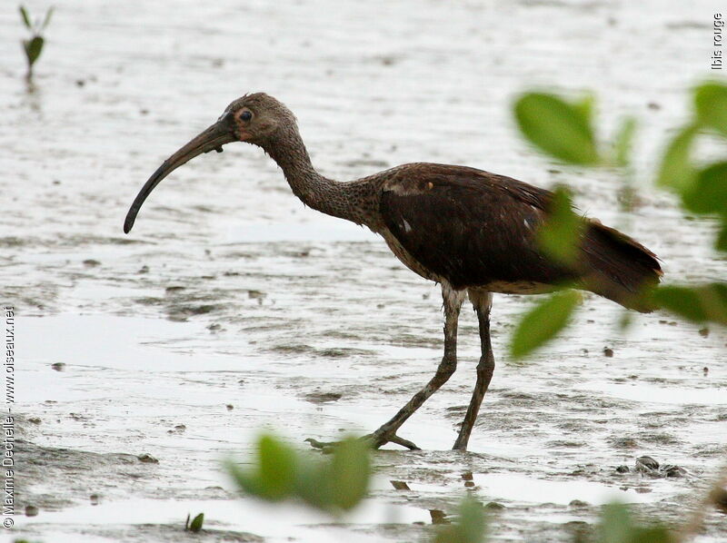 Scarlet Ibisjuvenile