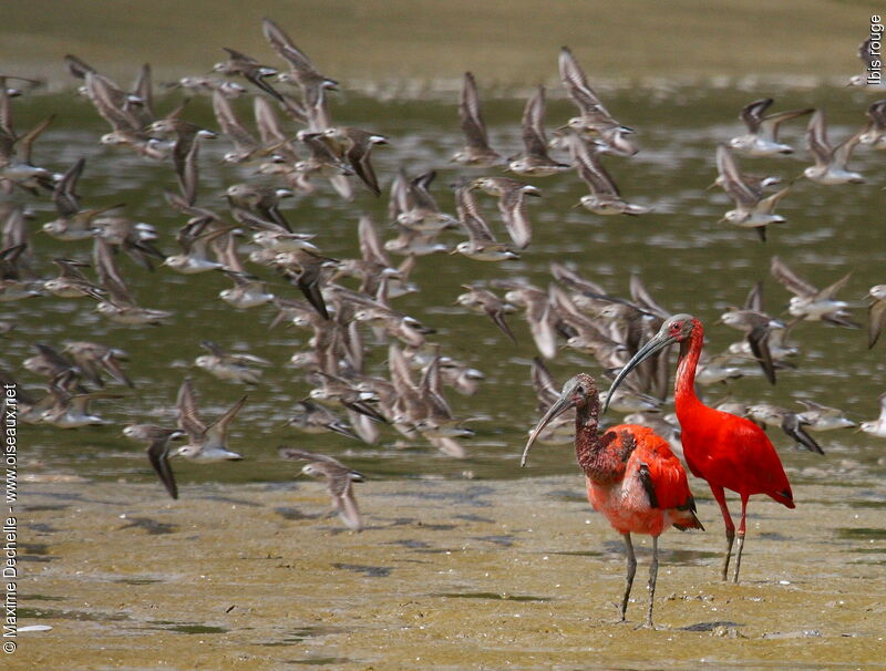 Scarlet Ibis