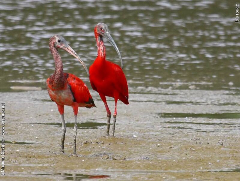 Scarlet Ibis