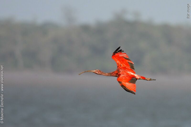 Ibis rougeimmature, Vol