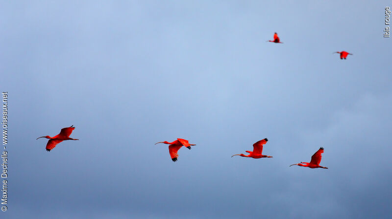 Scarlet Ibisadult, identification, Flight, Behaviour