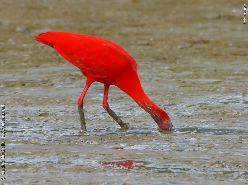 Ibis rougeadulte, régime, Comportement