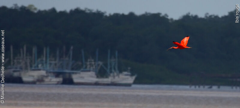 Scarlet Ibisadult, Flight