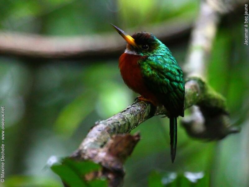 Jacamar à bec jaune