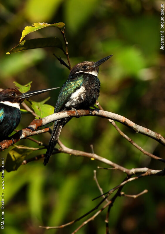 Jacamar à longue queueimmature