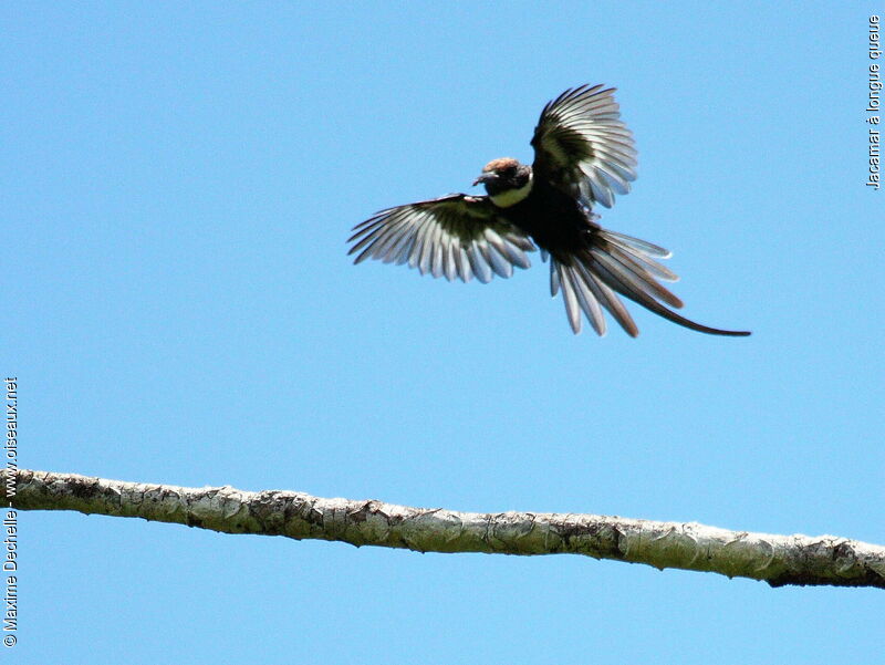 Jacamar à longue queue, identification, Vol, Comportement