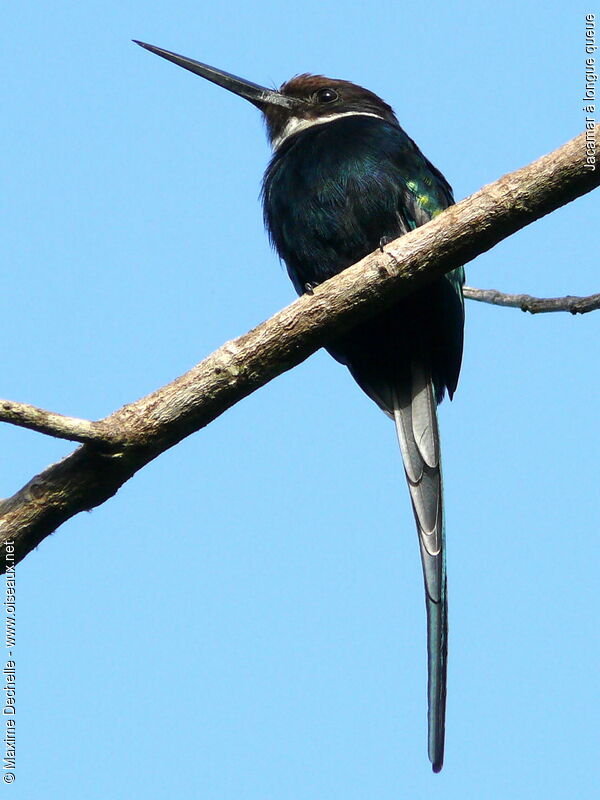 Jacamar à longue queue