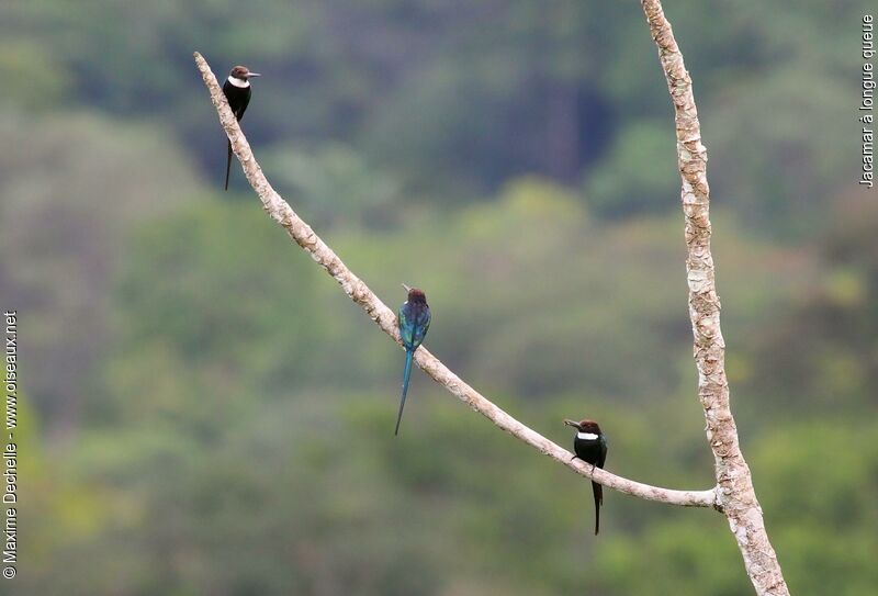 Paradise Jacamar