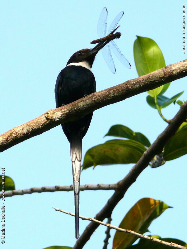 Jacamar à longue queue