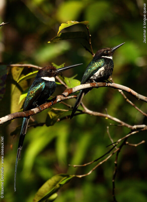 Jacamar à longue queueimmature