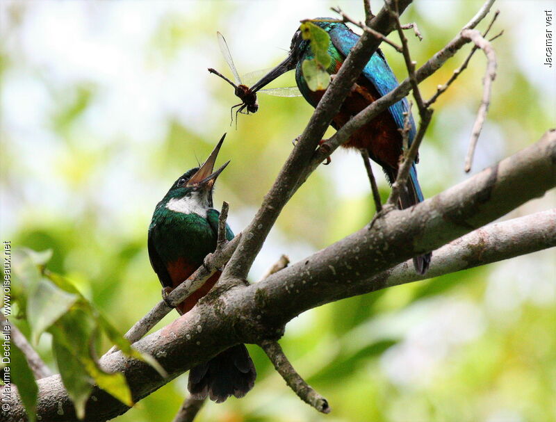 Green-tailed Jacamar male juvenile, identification, feeding habits, Behaviour