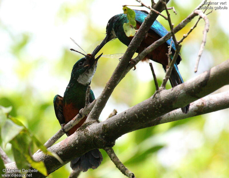 Jacamar vert mâle juvénile, identification, régime, Comportement